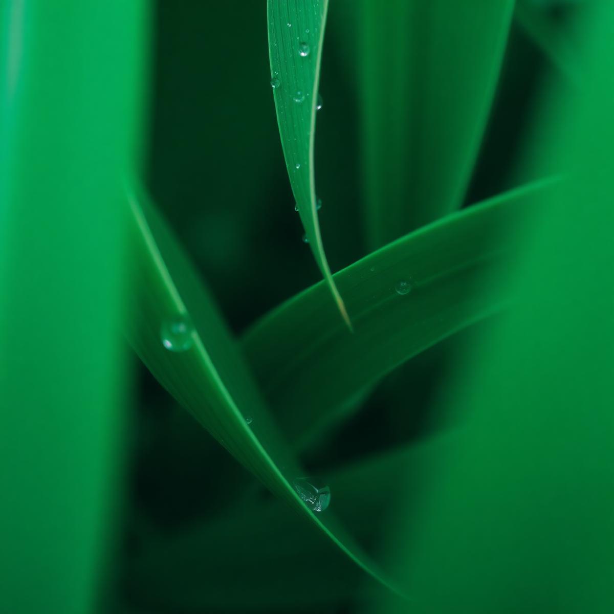 Green leaves with dew